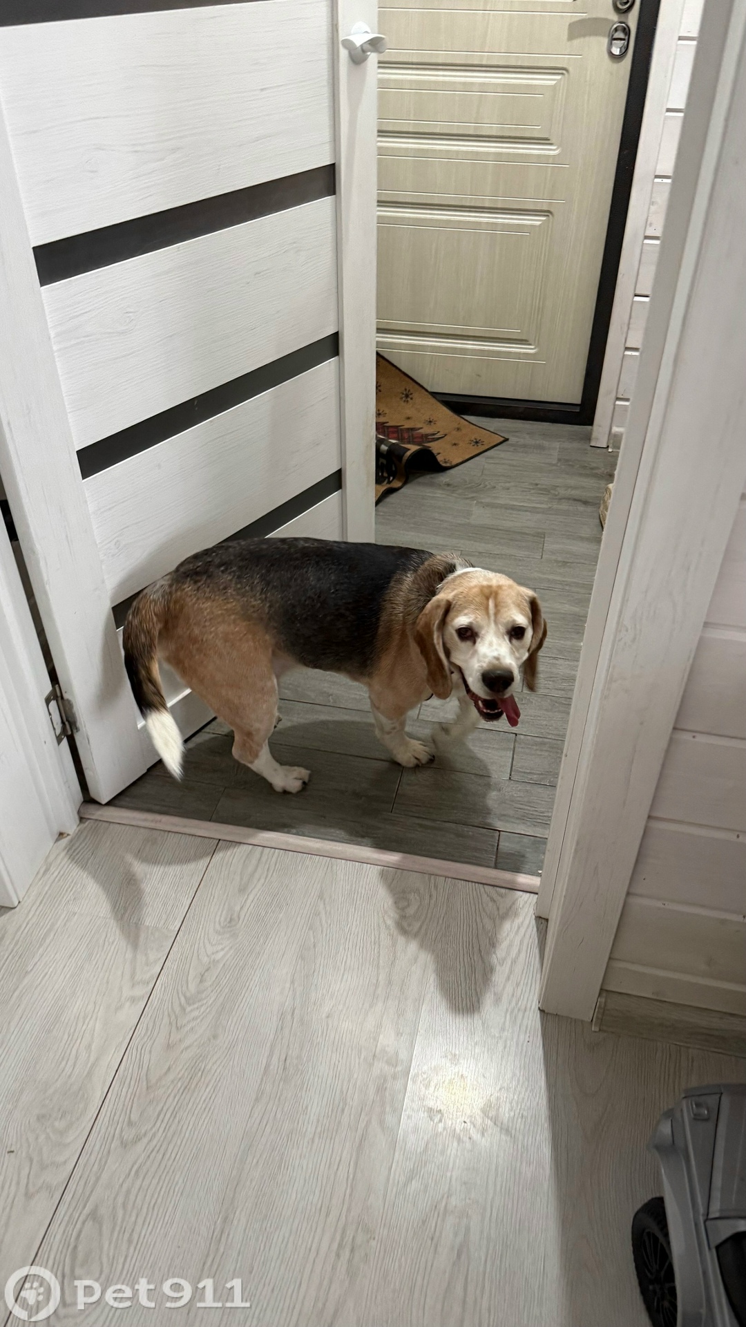 Найдена собака в Ессентуках — фото объявления