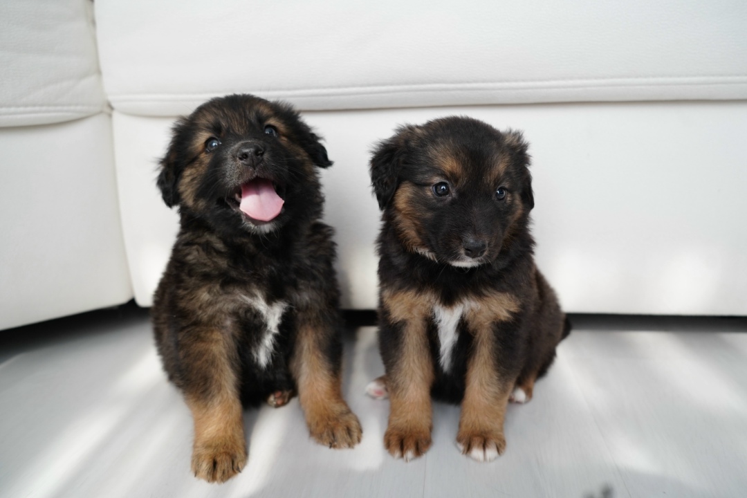 Пропала собака в Ессентуках — фото объявления