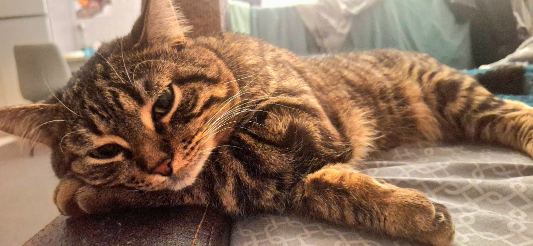 Пропала кошка в Ессентуках — фото объявления