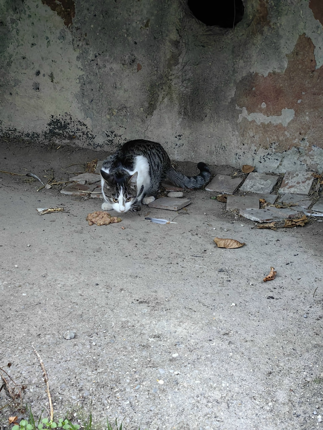 Пропала кошка в Ессентуках — фото объявления