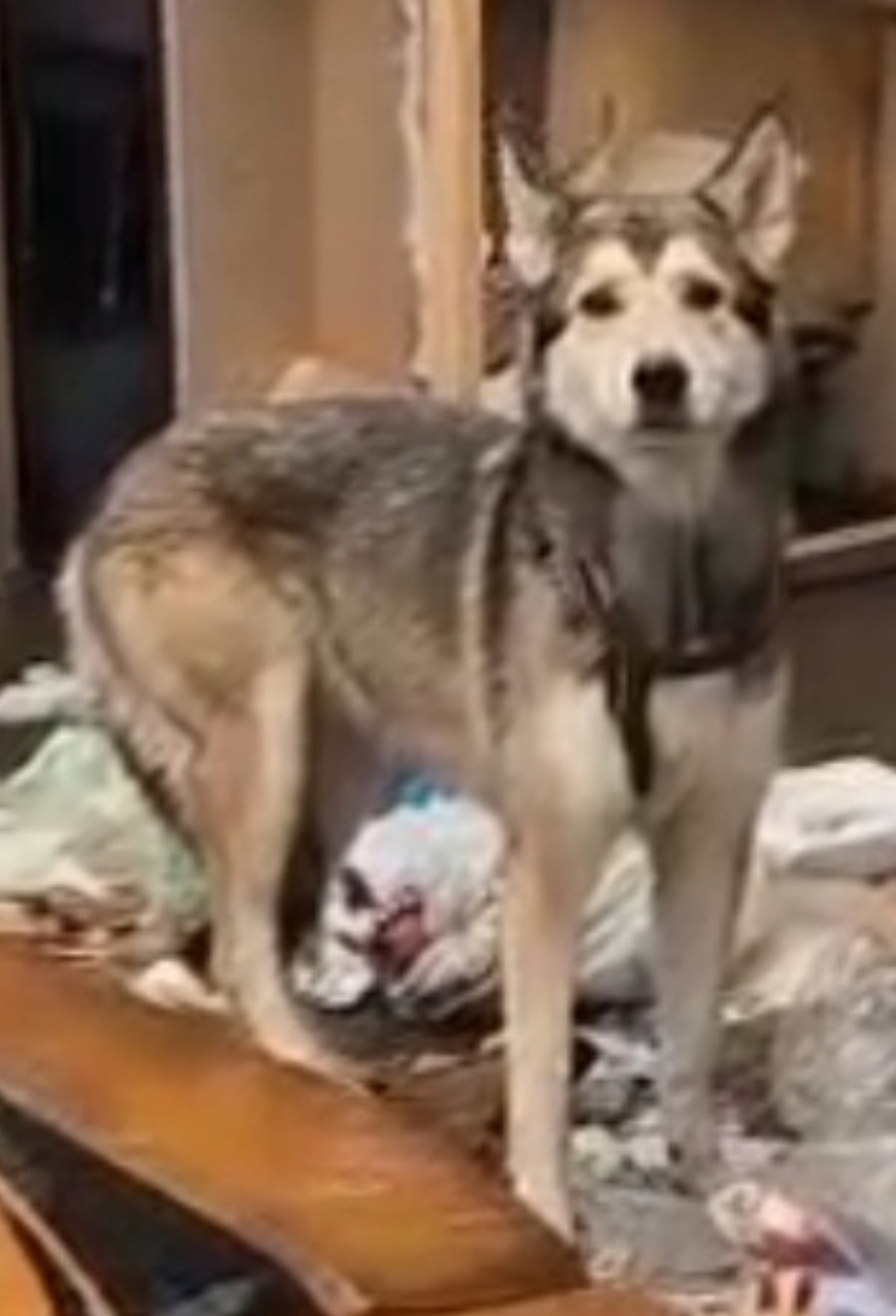 Пропала собака в Ивантеевке — фото объявления