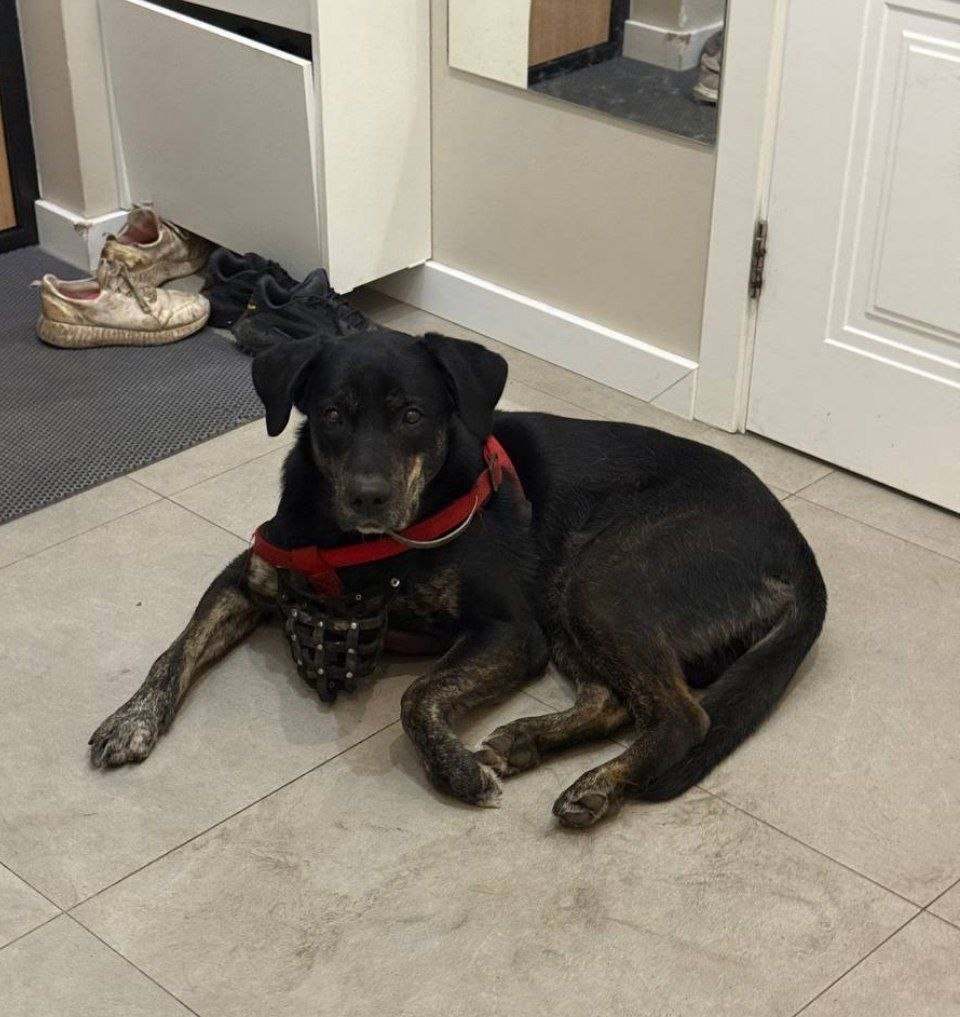 Найдена собака в Ивантеевке — фото объявления