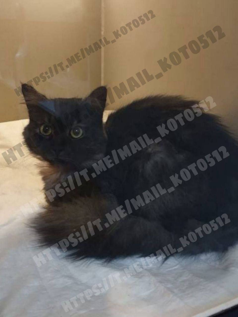 Найдена кошка в Ивантеевке — фото объявления