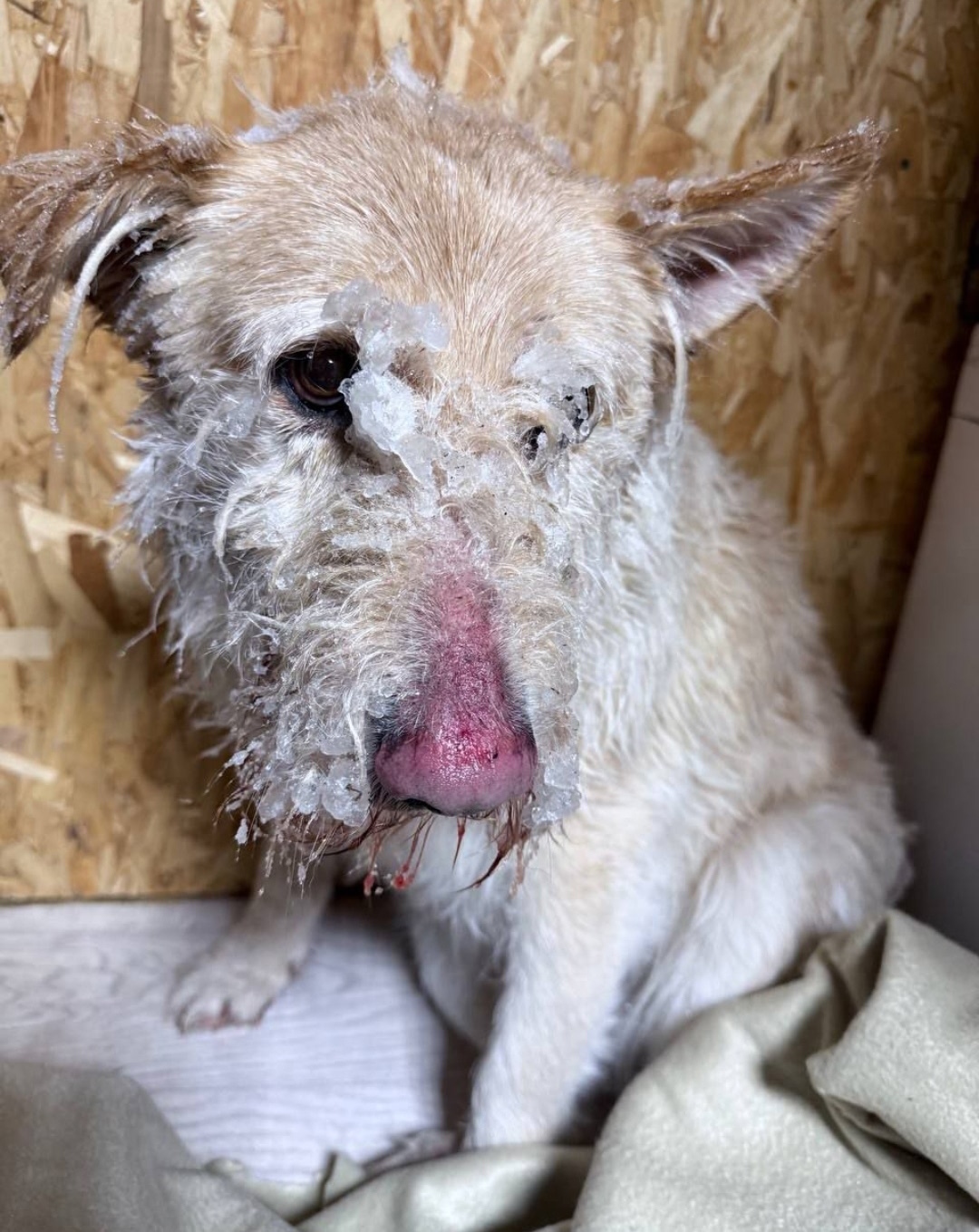 Найдена собака в Ивантеевке — фото объявления