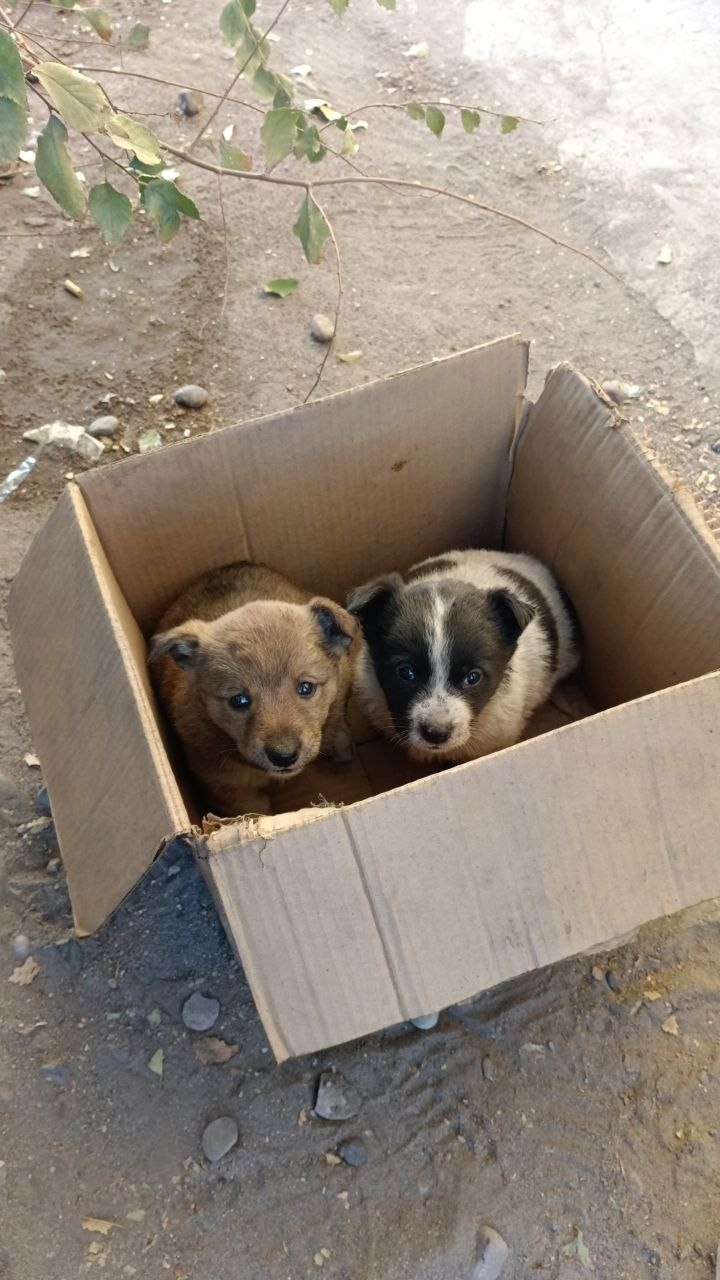 Найдена собака в Домодедове — фото объявления