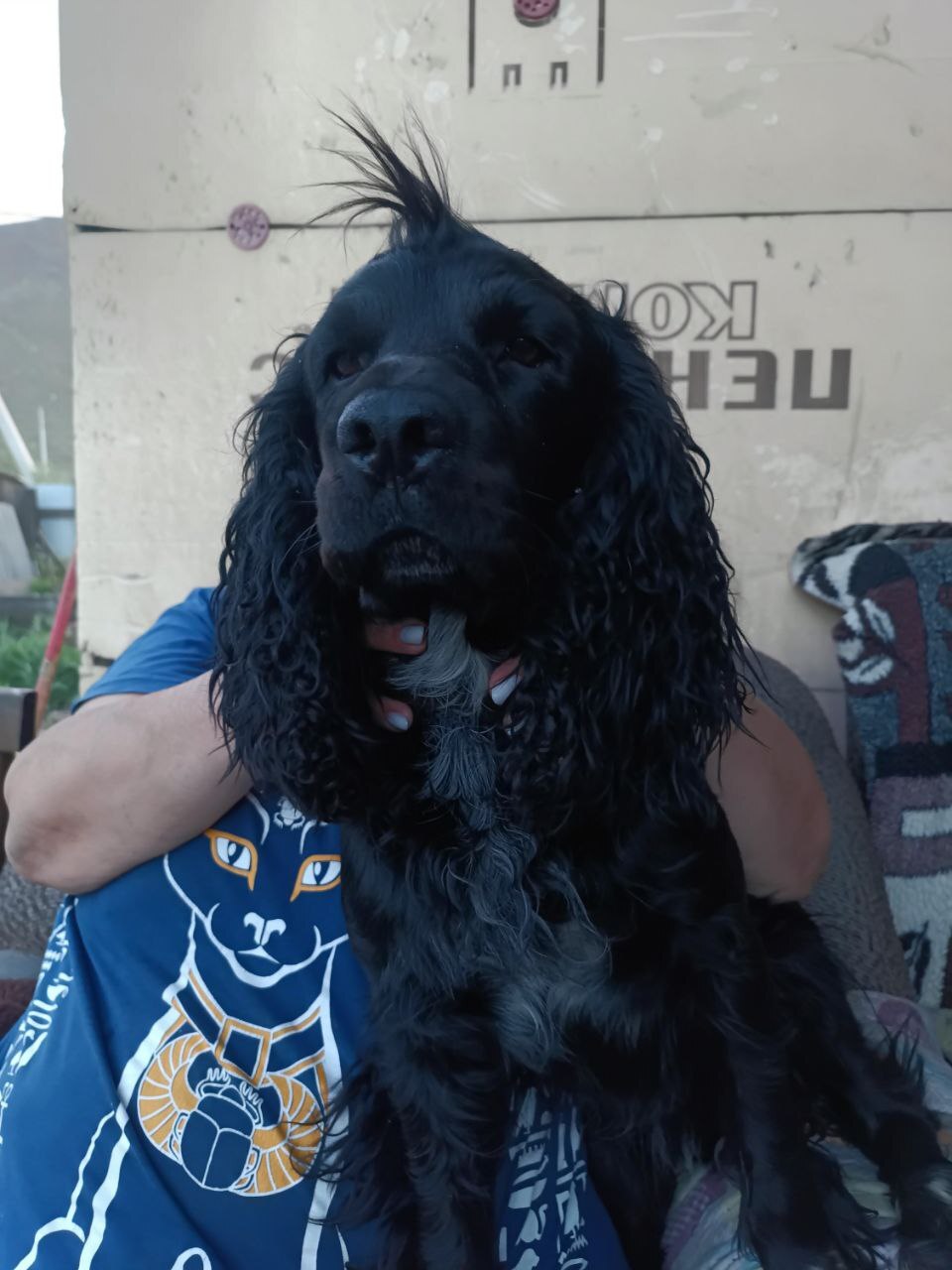 Пропала собака в Домодедове — фото объявления