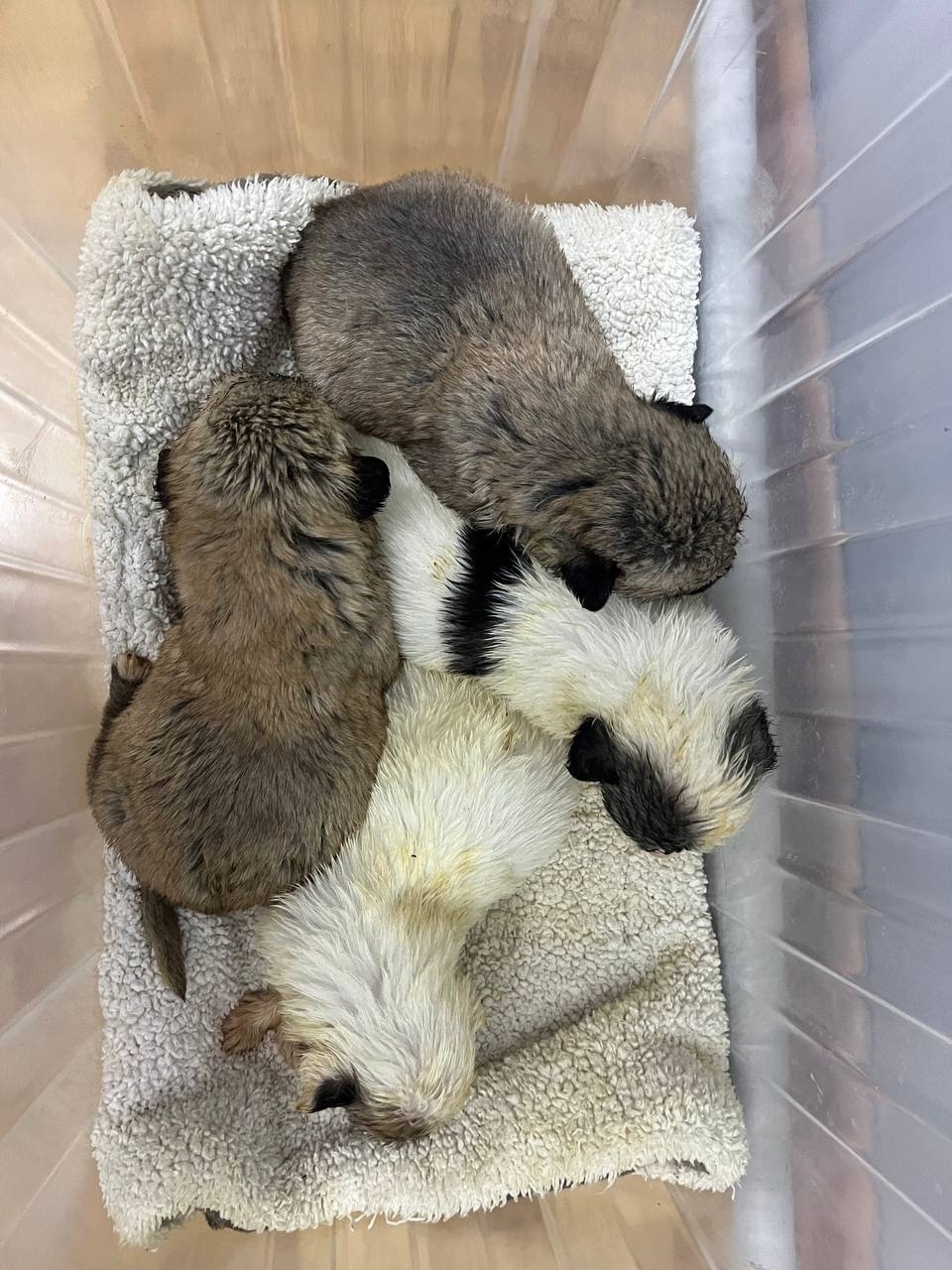 Найдена собака в Домодедове — фото объявления