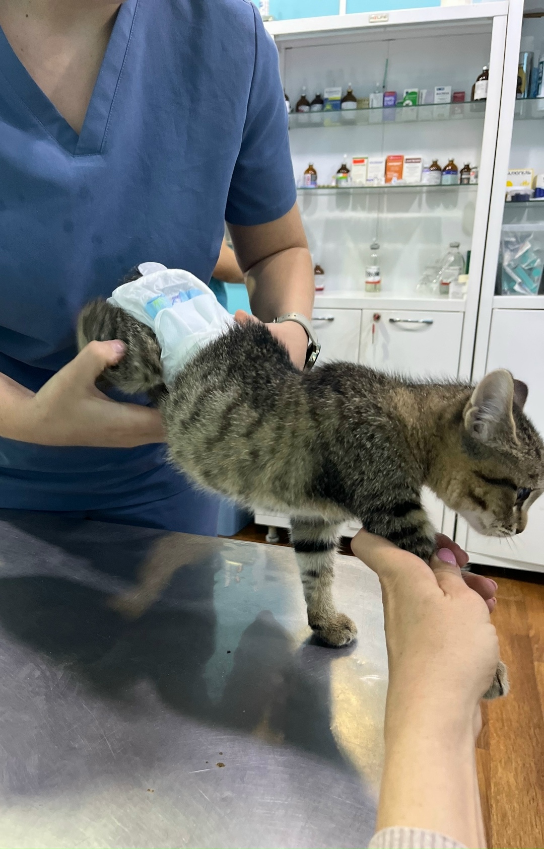 Найдена собака в Домодедове — фото объявления