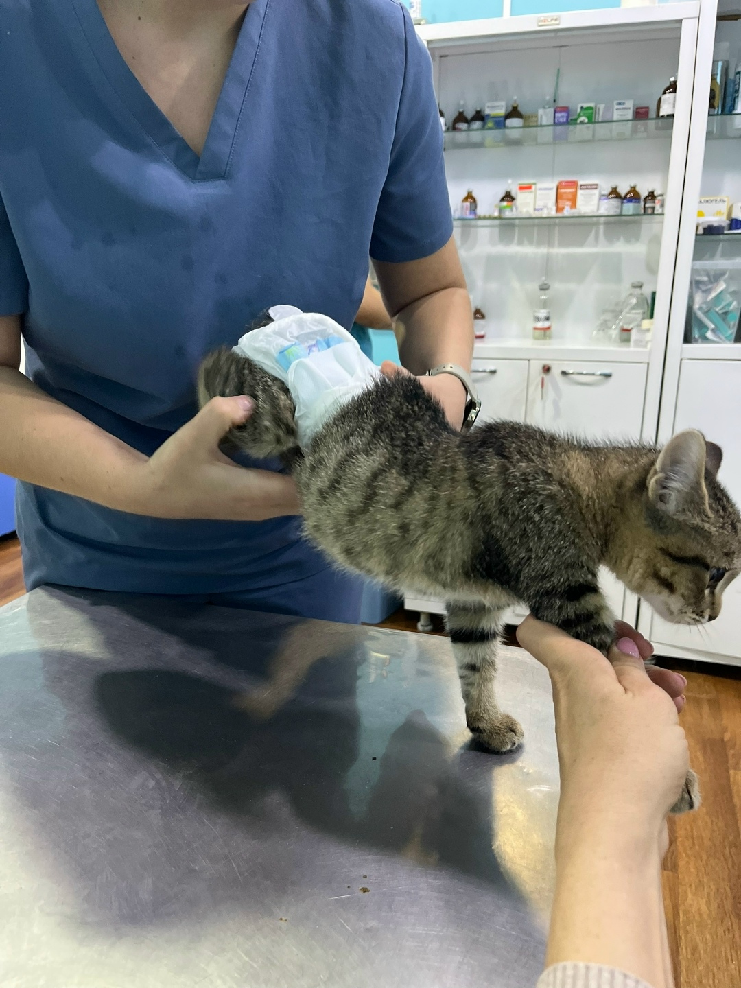 Найдена собака в Домодедове — фото объявления