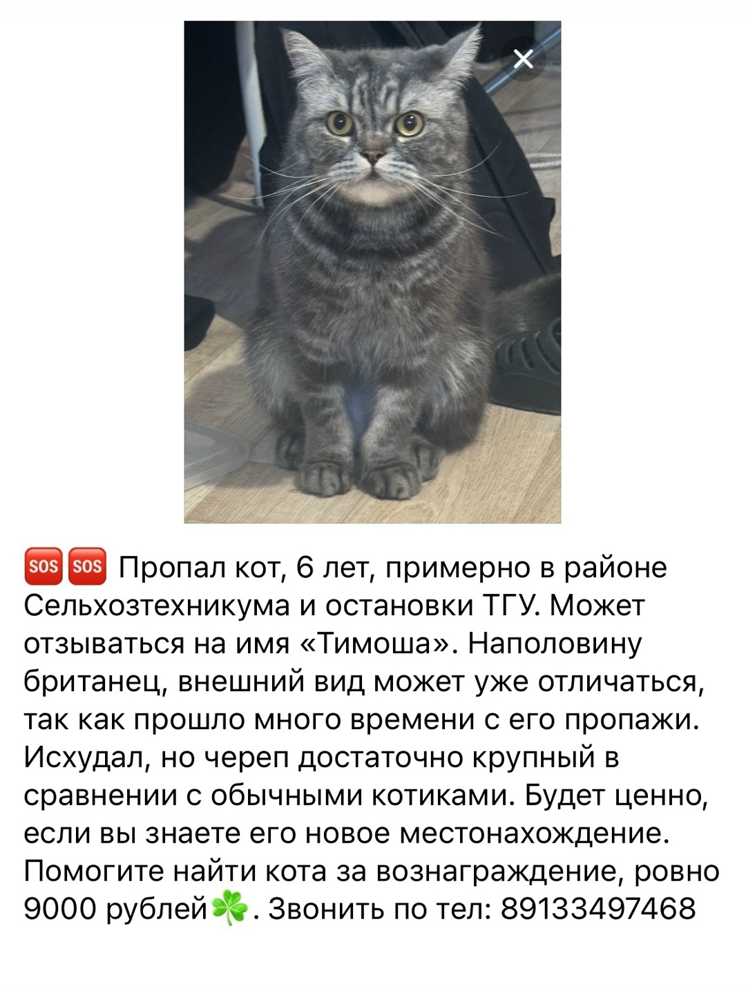 Найдена кошка в Домодедове — фото объявления