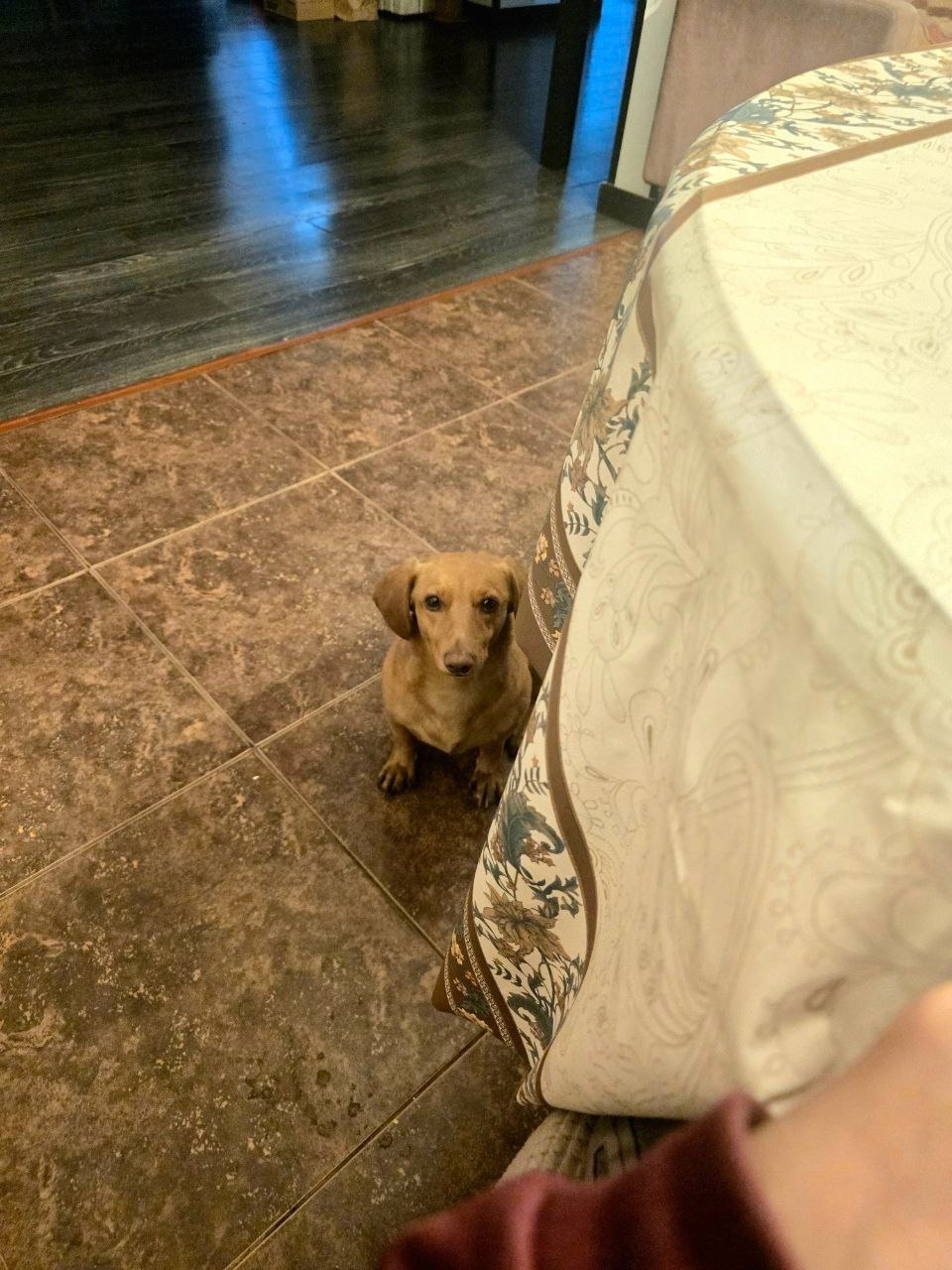 Пропала собака в Домодедове — фото объявления