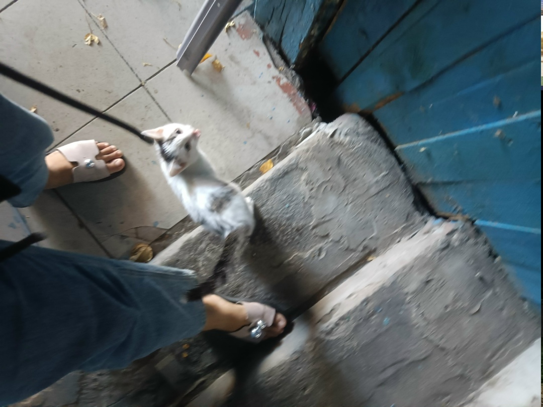 Найдена кошка в Домодедове — фото объявления