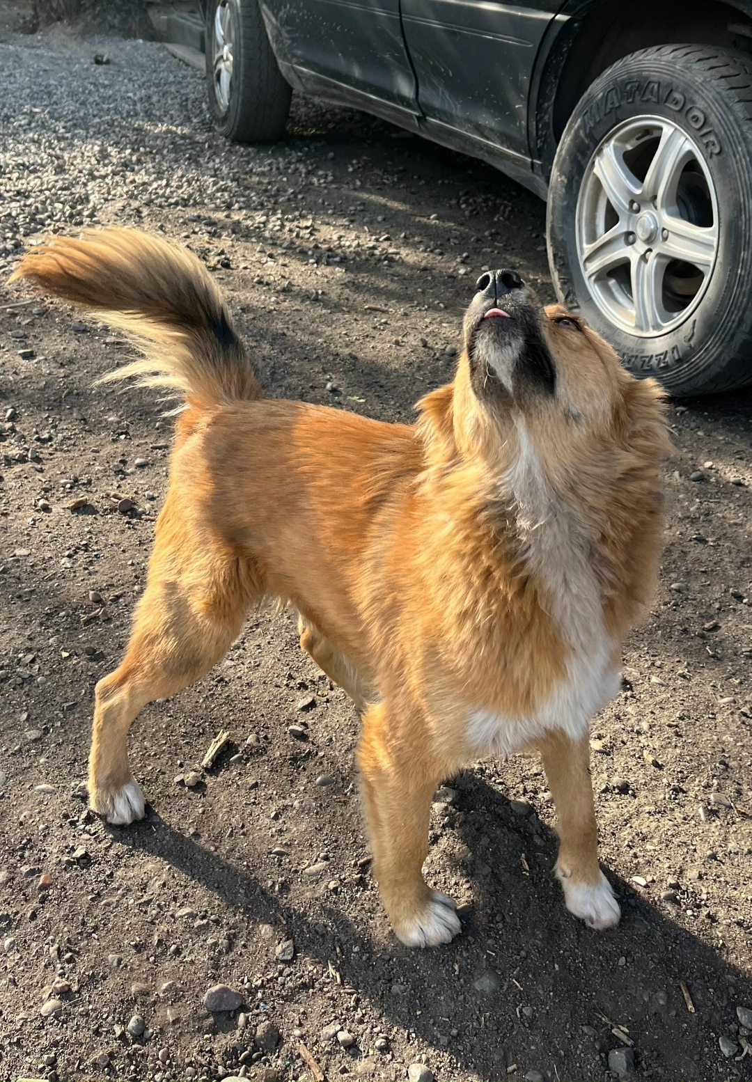 Пропала собака в Домодедове — фото объявления