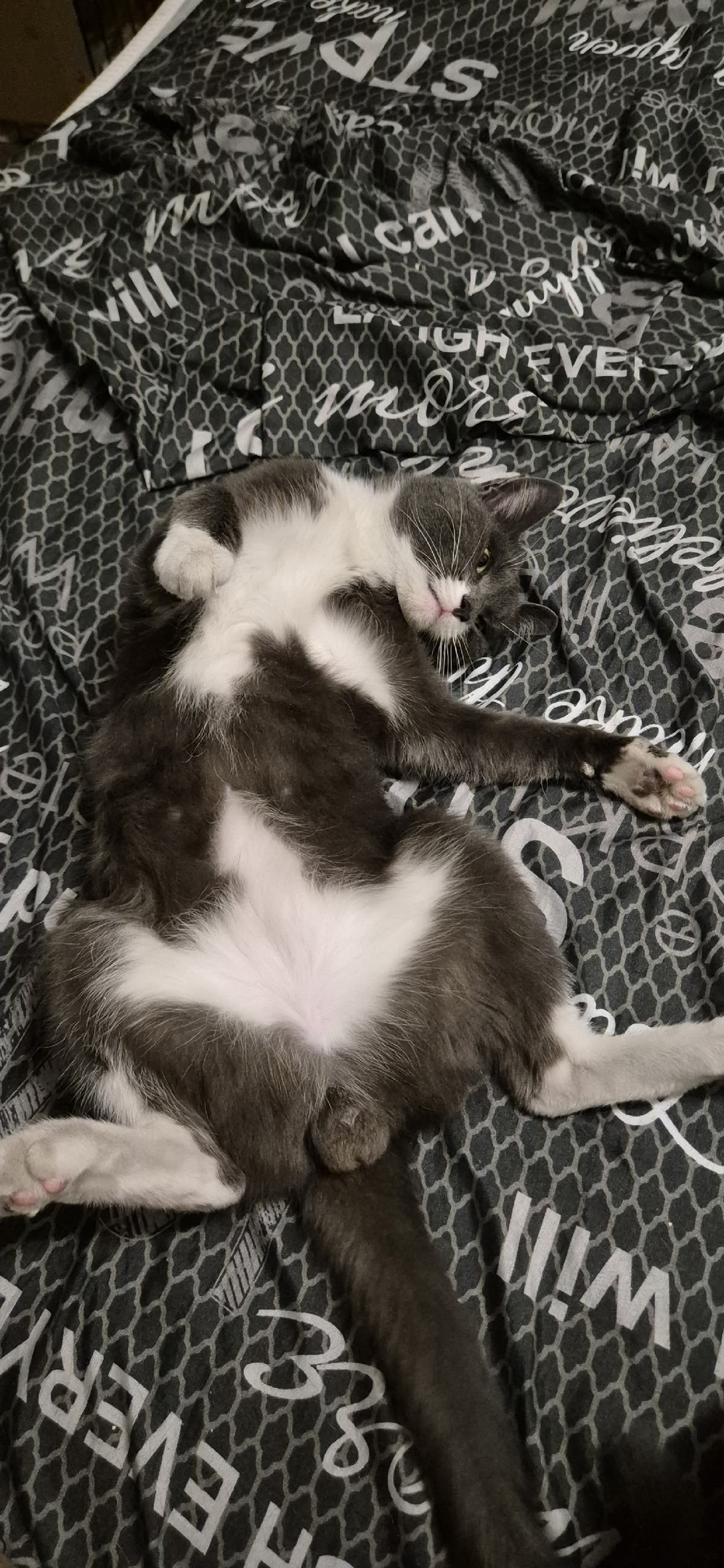 Пропала кошка в Домодедове — фото объявления