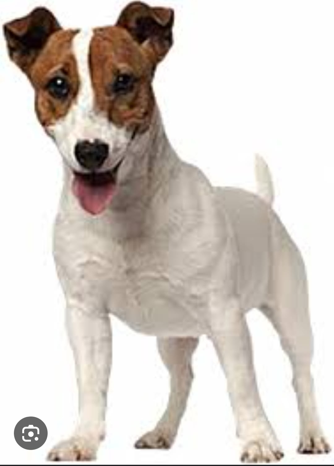 Пропала собака в Домодедове — фото объявления