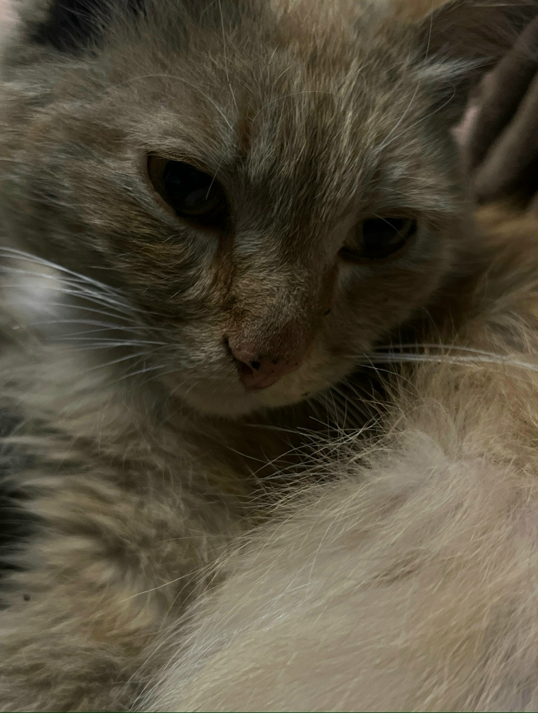 Пропала кошка в Домодедове — фото объявления