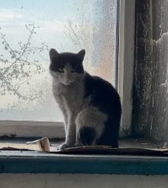 Найдена кошка в Домодедове — фото объявления