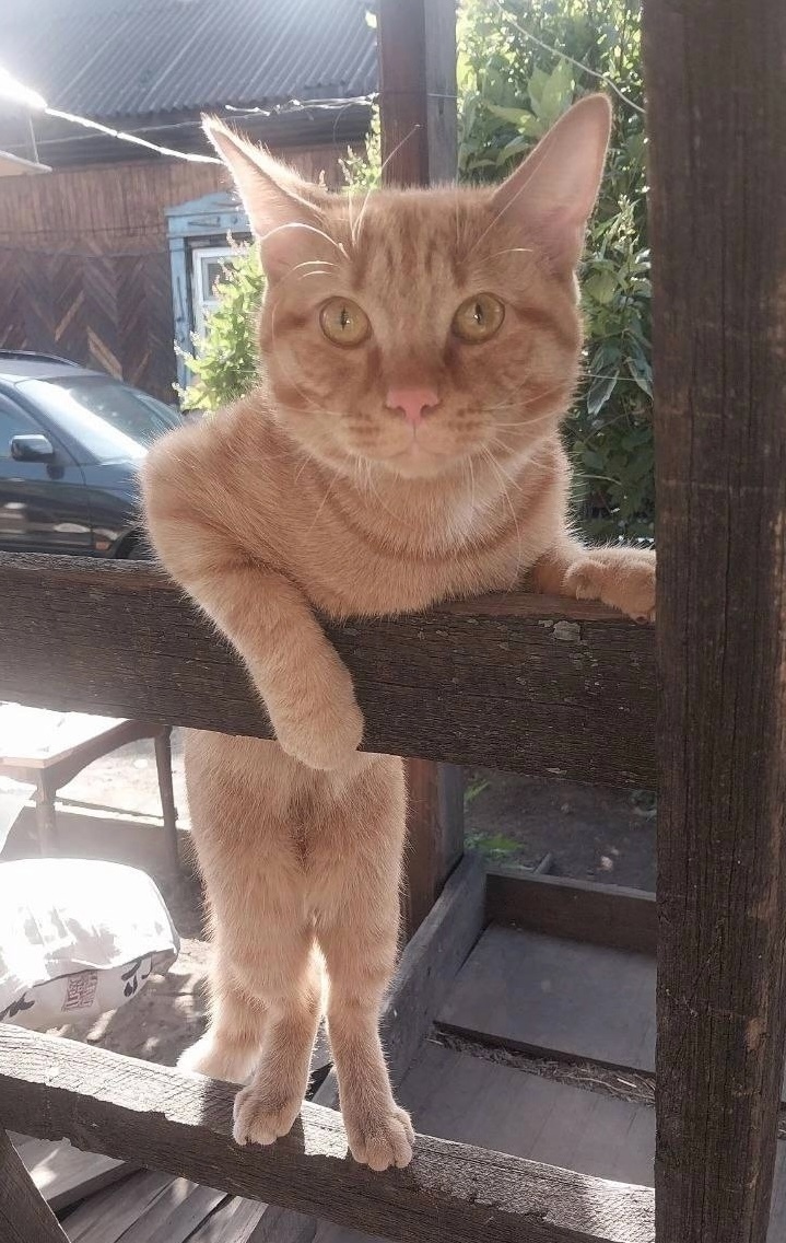 Пропала кошка в Домодедове — фото объявления