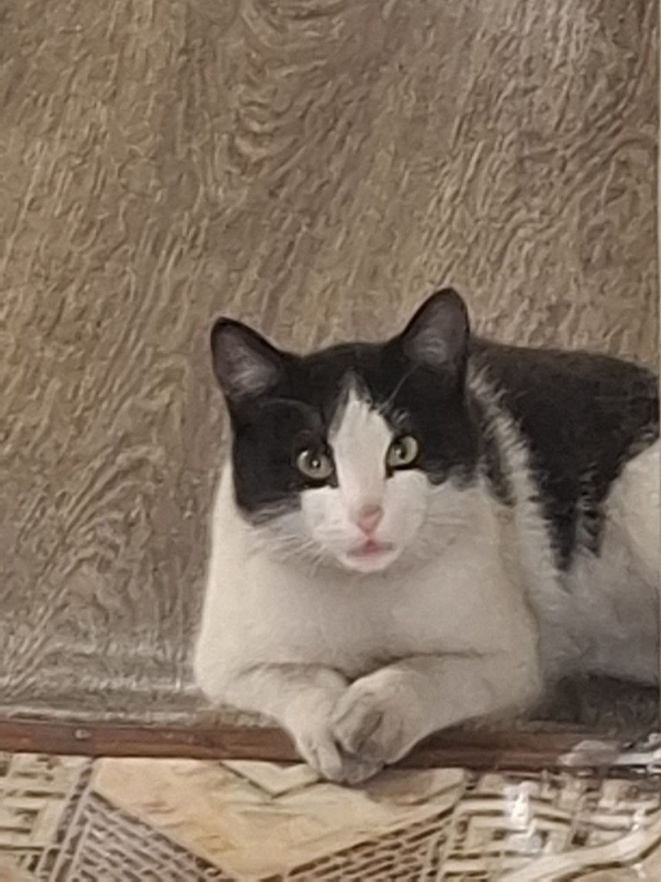 Пропала кошка в Домодедове — фото объявления