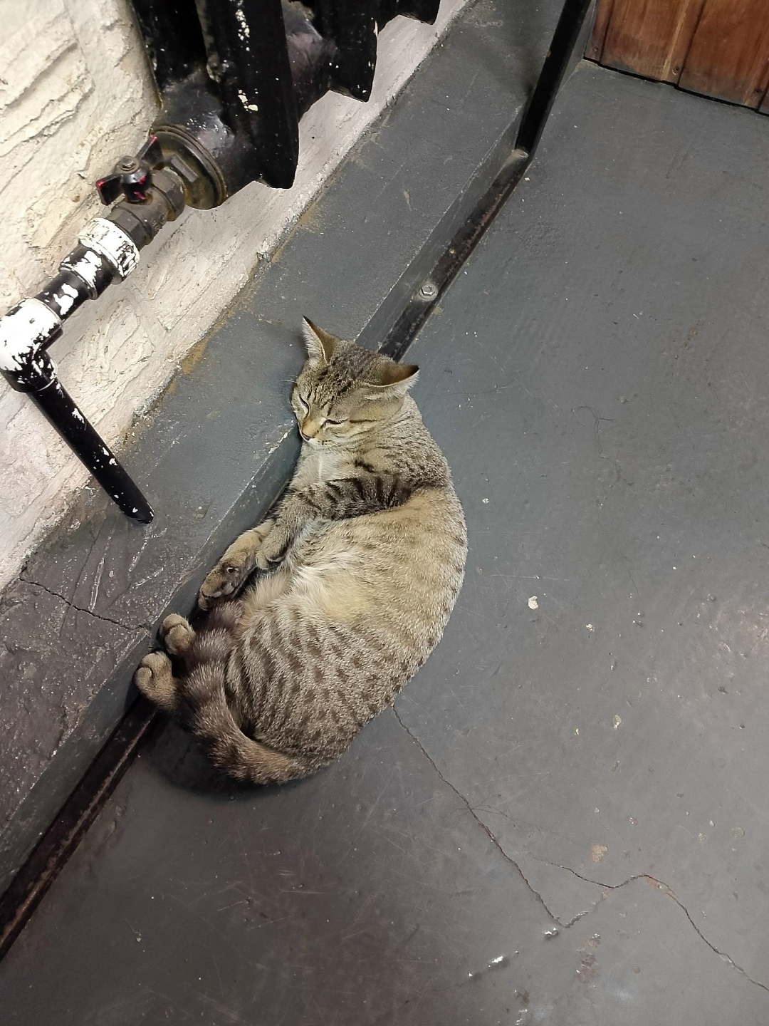 Пропала кошка в Домодедове — фото объявления