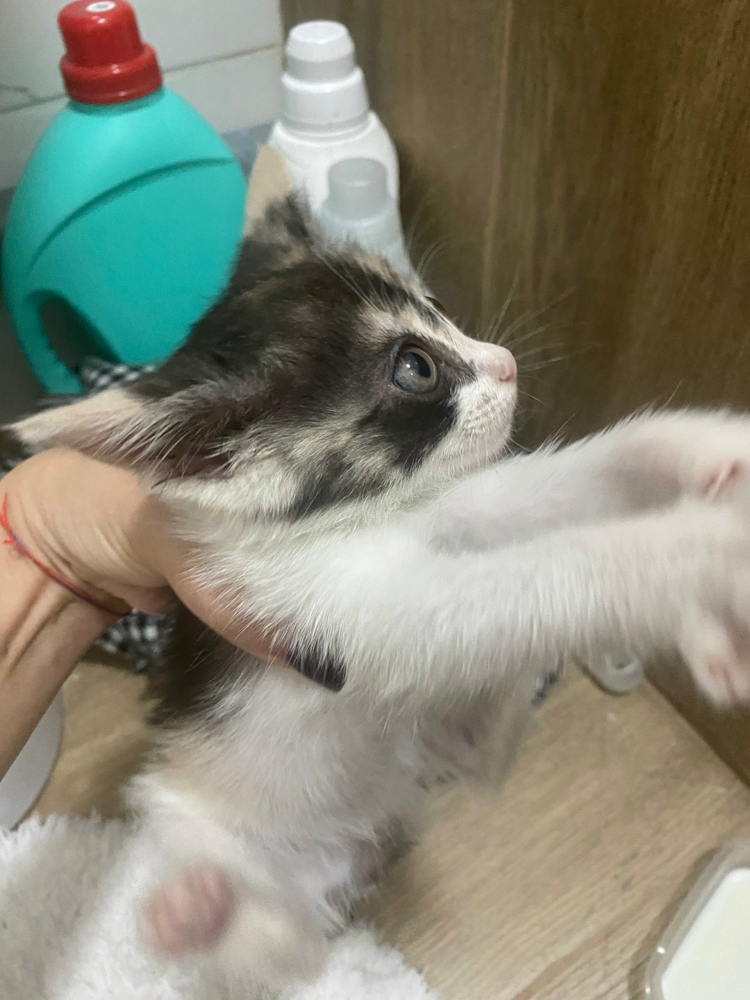 Найдена кошка в Домодедове — фото объявления