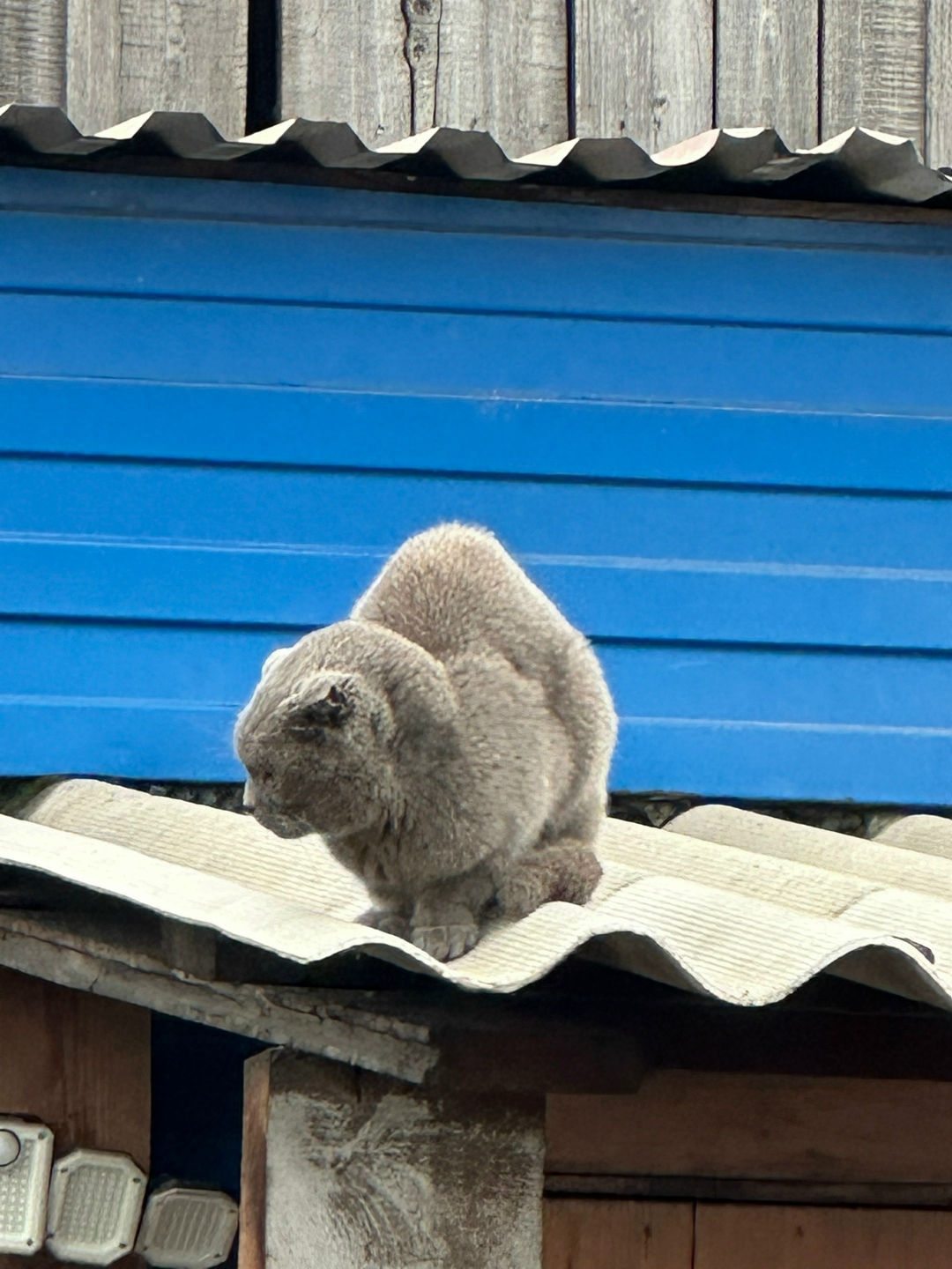 Найдена кошка в Домодедове — фото объявления