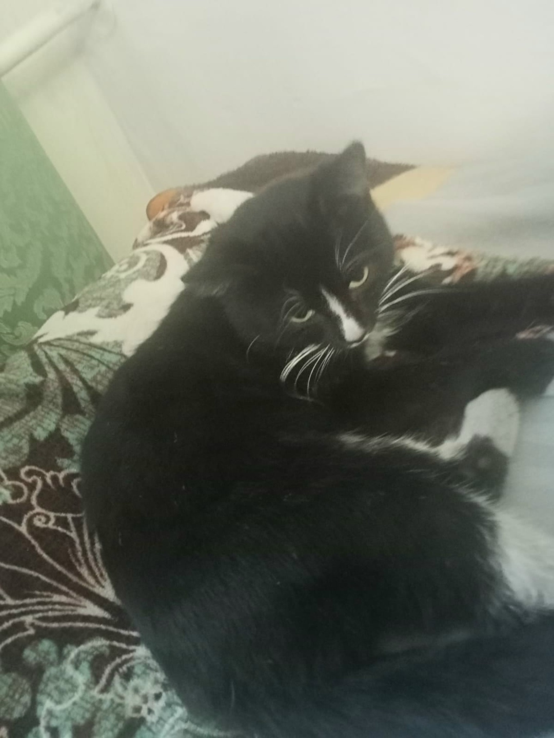 Найдена кошка в Домодедове — фото объявления