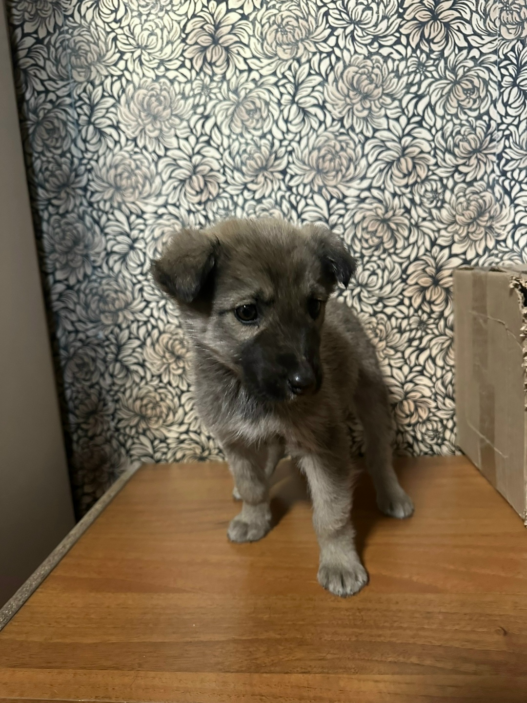 Найдена собака в Домодедове — фото объявления