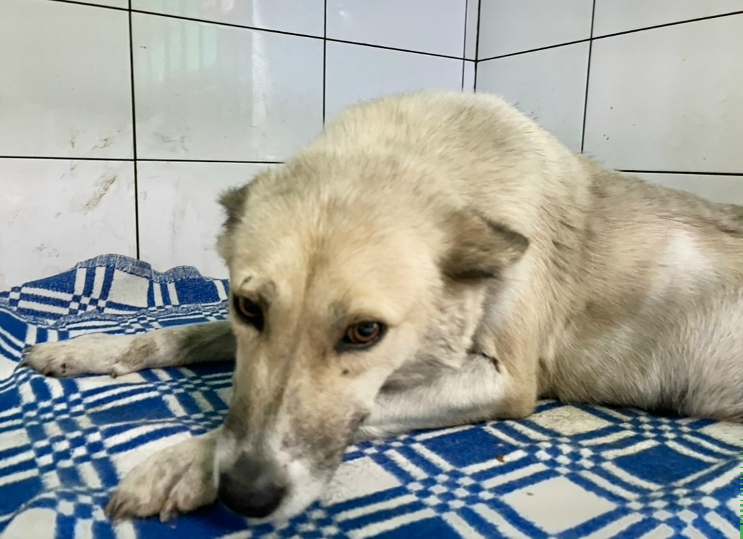 Найдена собака в Домодедове — фото объявления