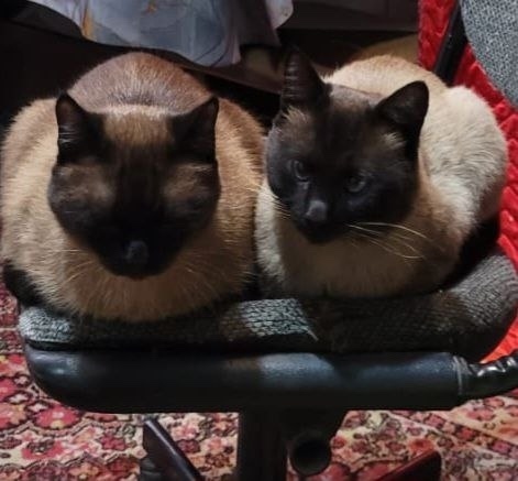 Пропала кошка в Домодедове — фото объявления