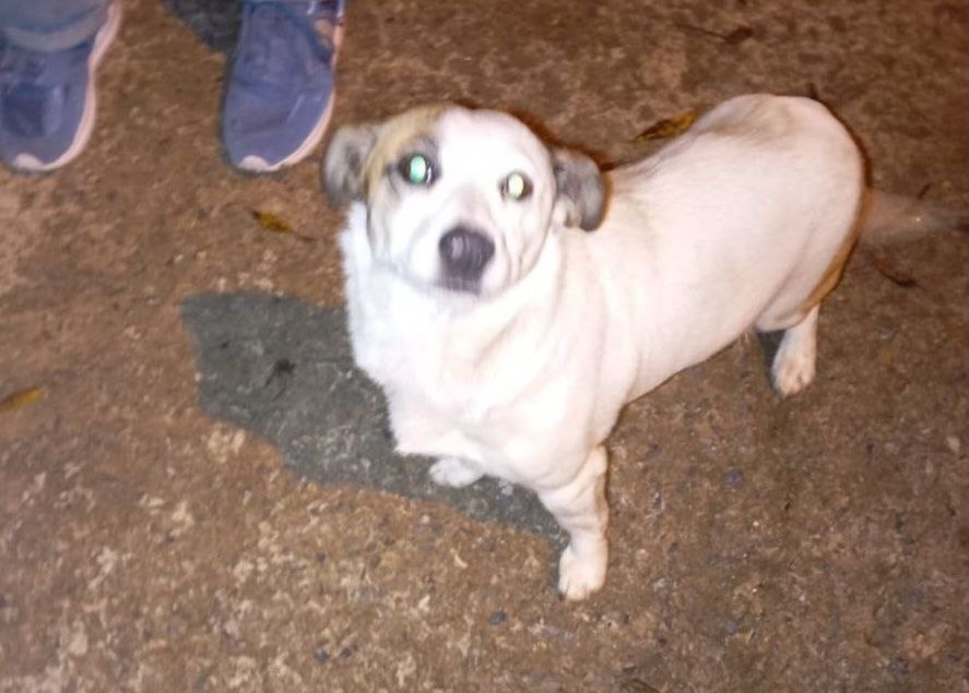 Найдена собака в Домодедове — фото объявления