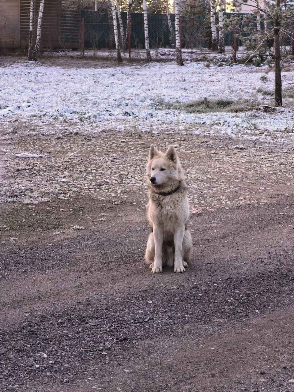 Найдена собака в Домодедове — фото объявления