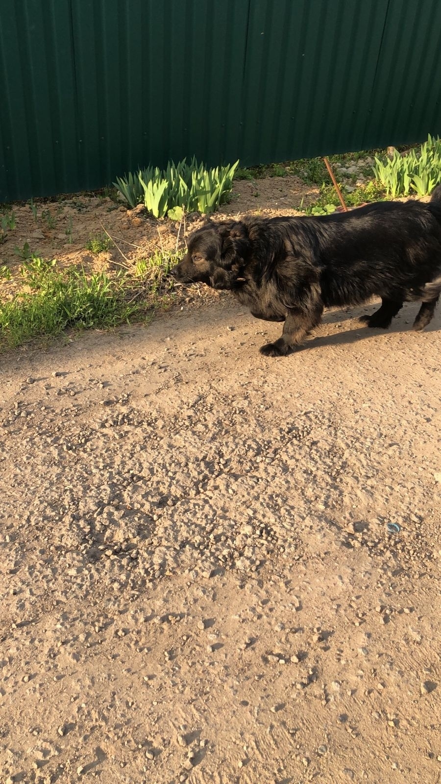 Пропала собака в Домодедове — фото объявления