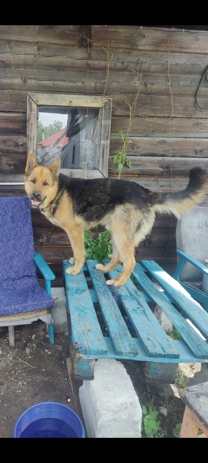 Пропала собака в Домодедове — фото объявления