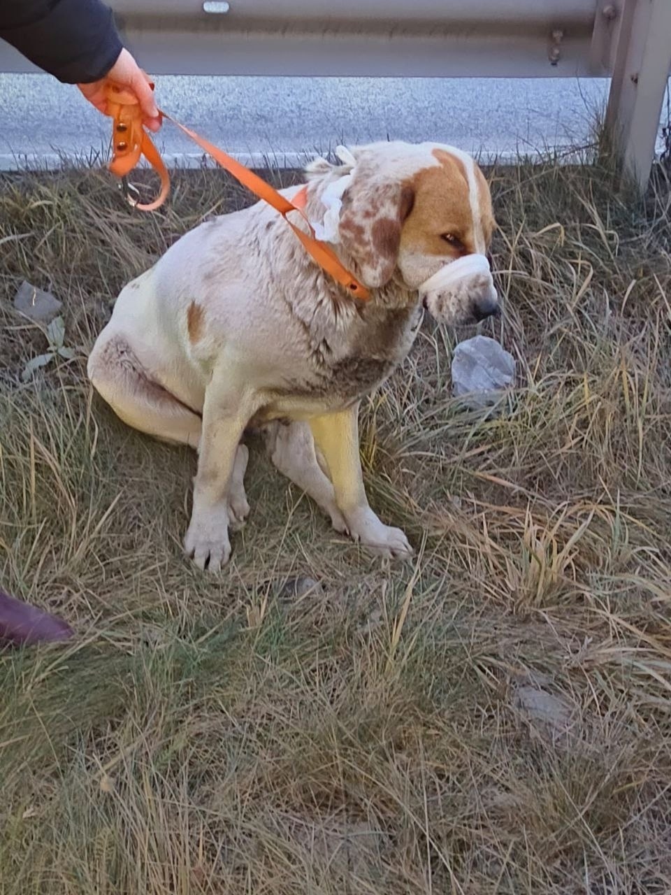 Найдена собака в Домодедове — фото объявления