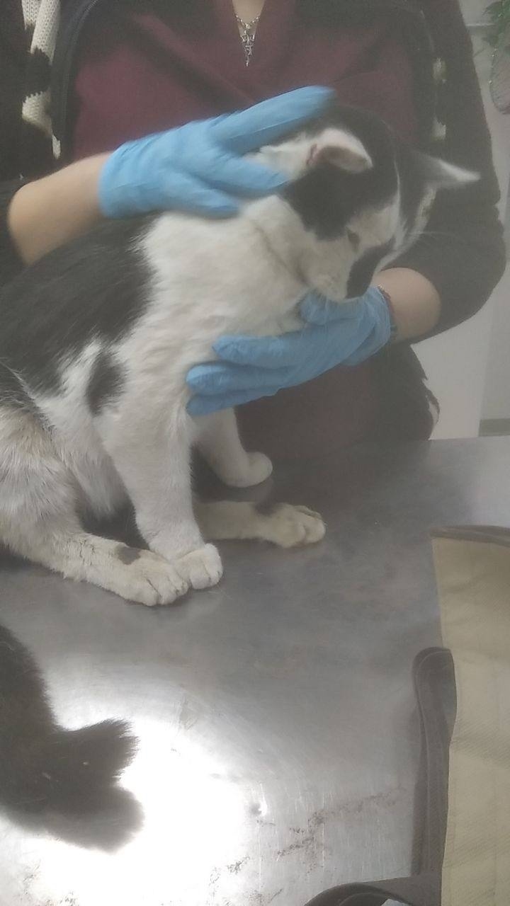 Пропала кошка в Домодедове — фото объявления