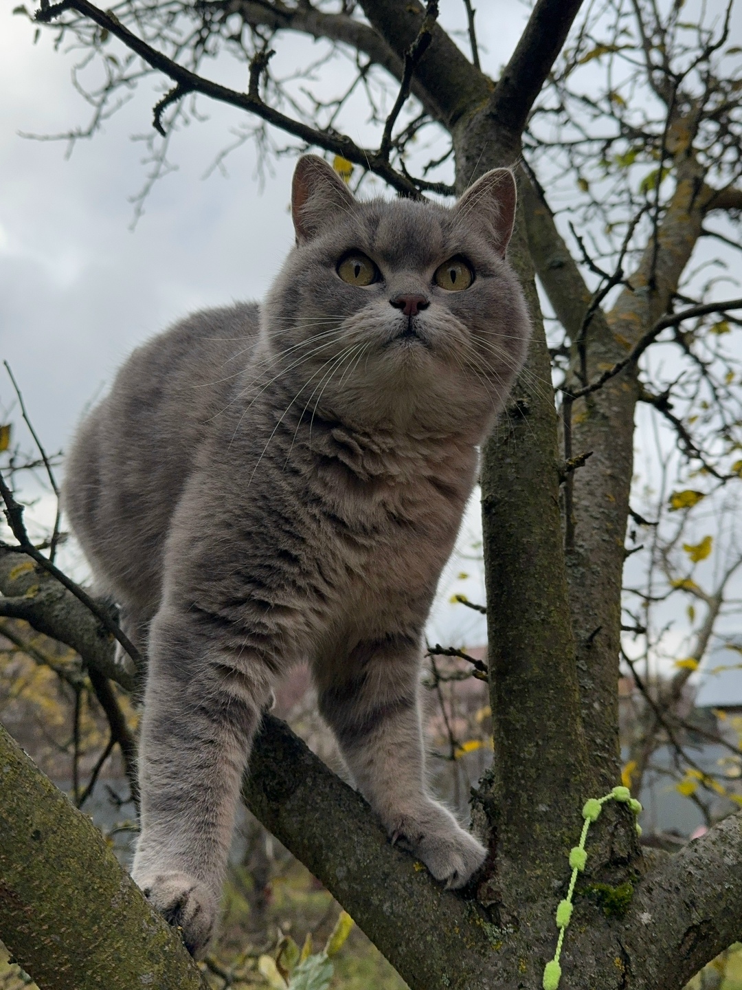 Пропала кошка в Домодедове — фото объявления