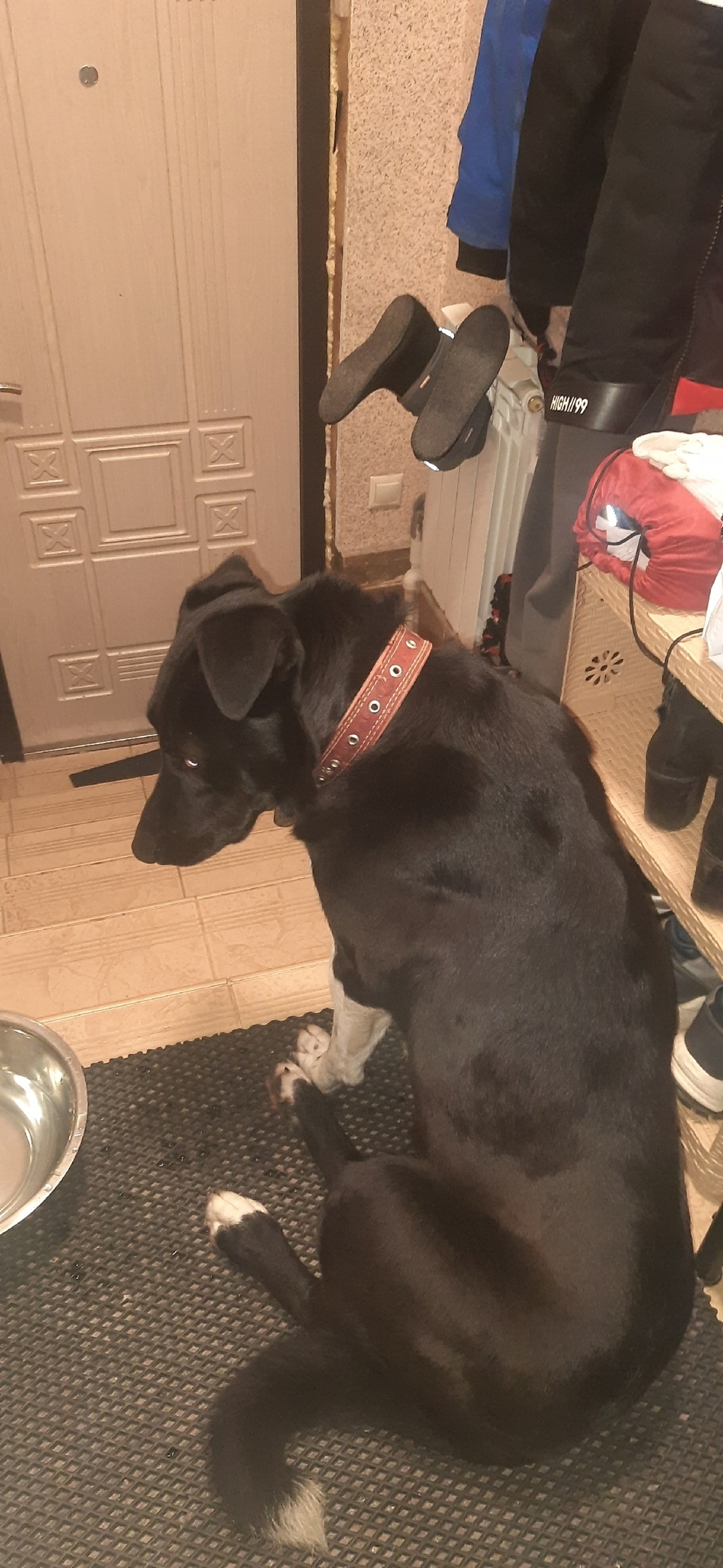 Найдена собака в Домодедове — фото объявления