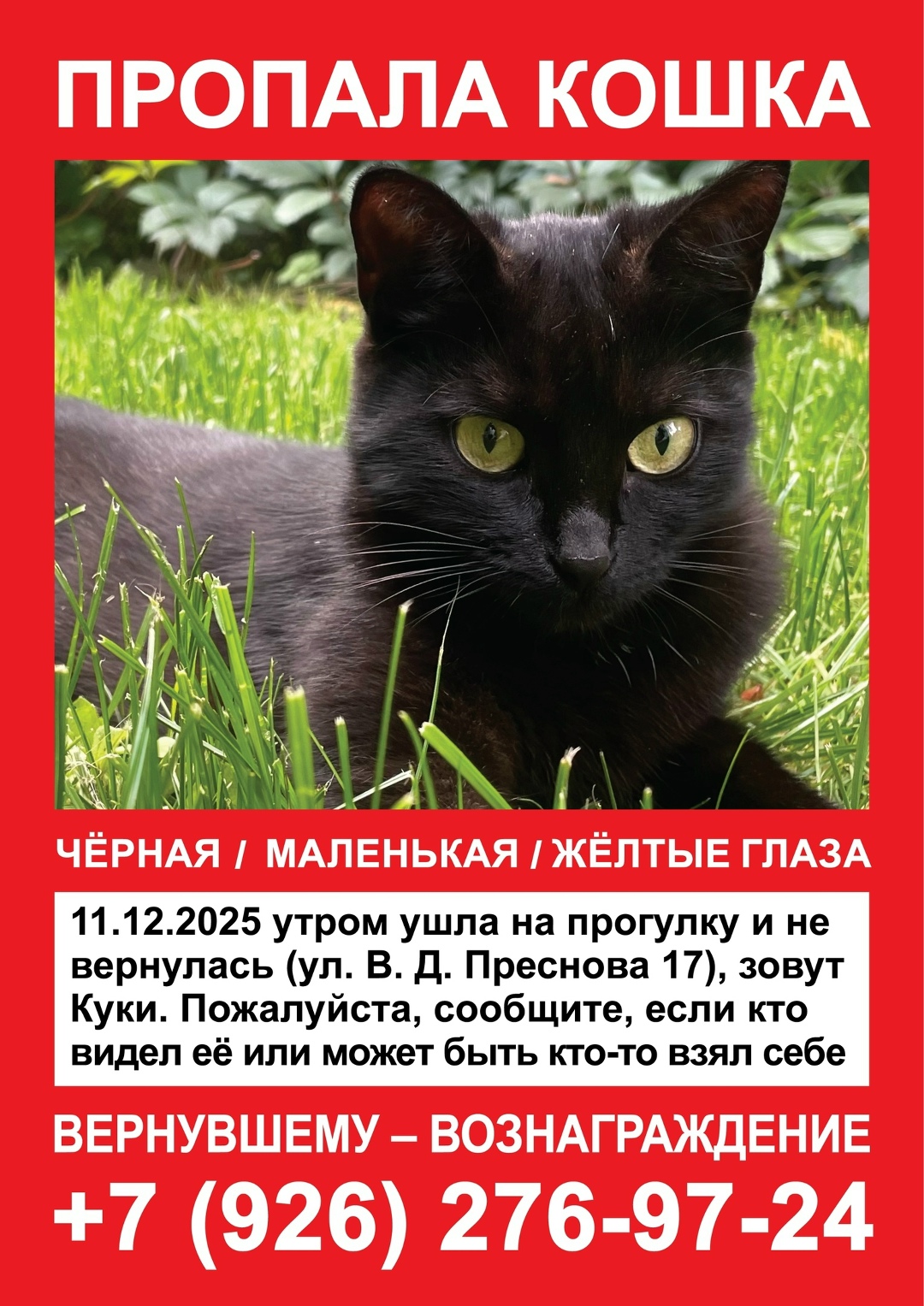 Найдена кошка в Домодедове — фото объявления