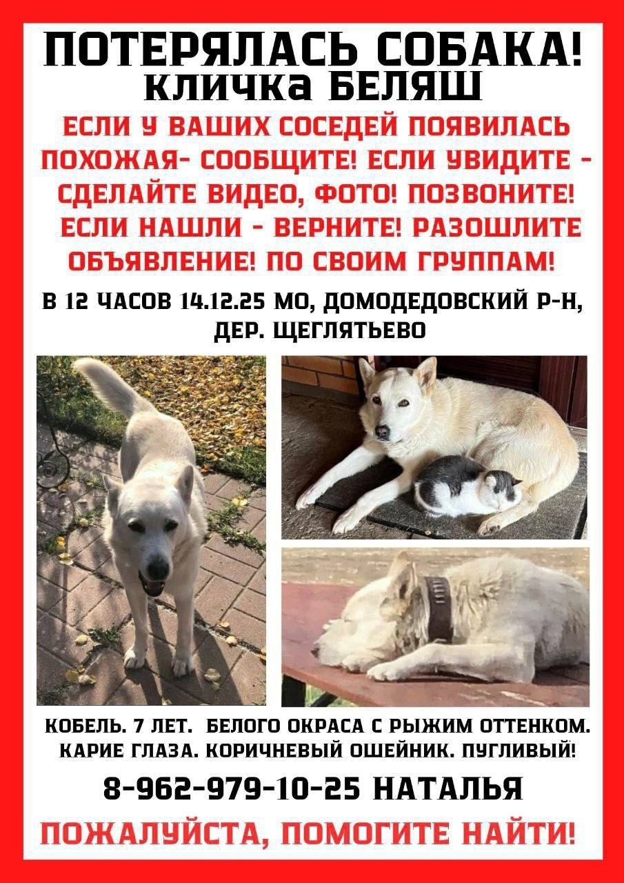 Пропала собака в Домодедове — фото объявления