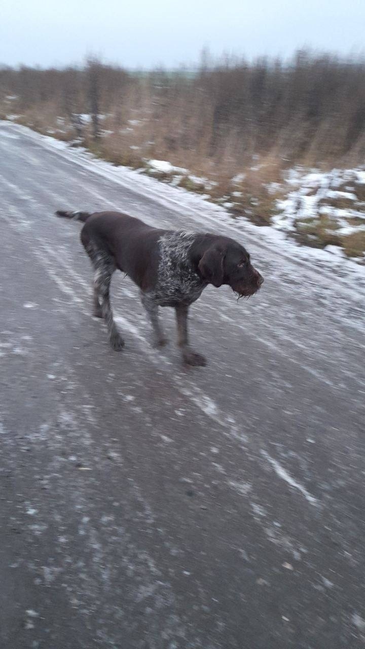 Пропала собака в Домодедове — фото объявления