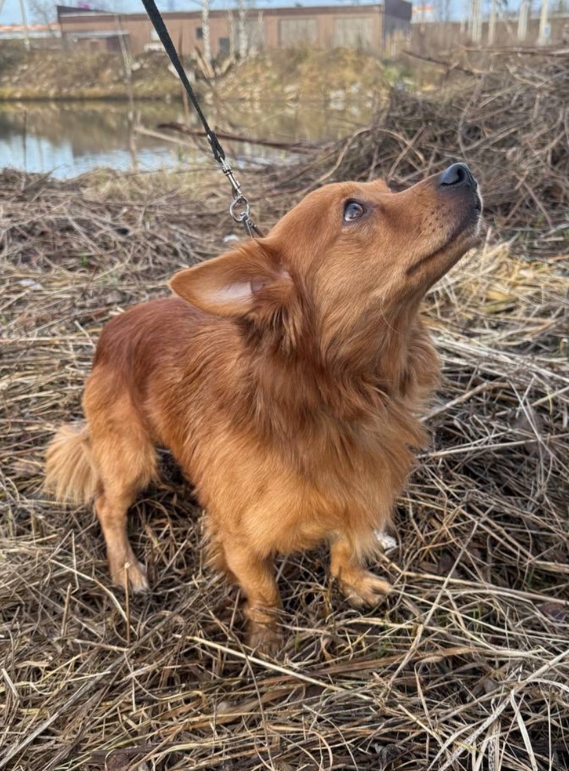 Пропала собака в Домодедове — фото объявления