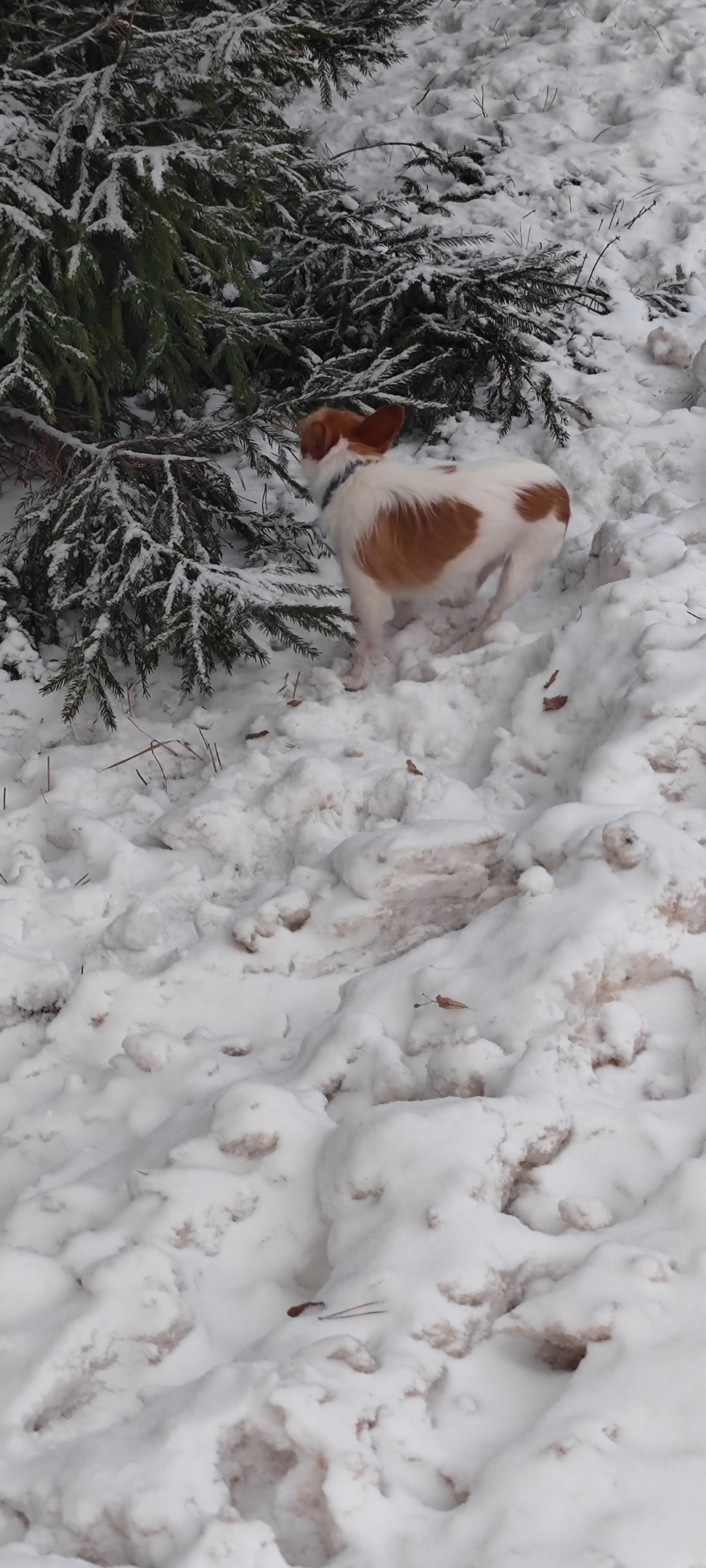Пропала собака в Домодедове — фото объявления