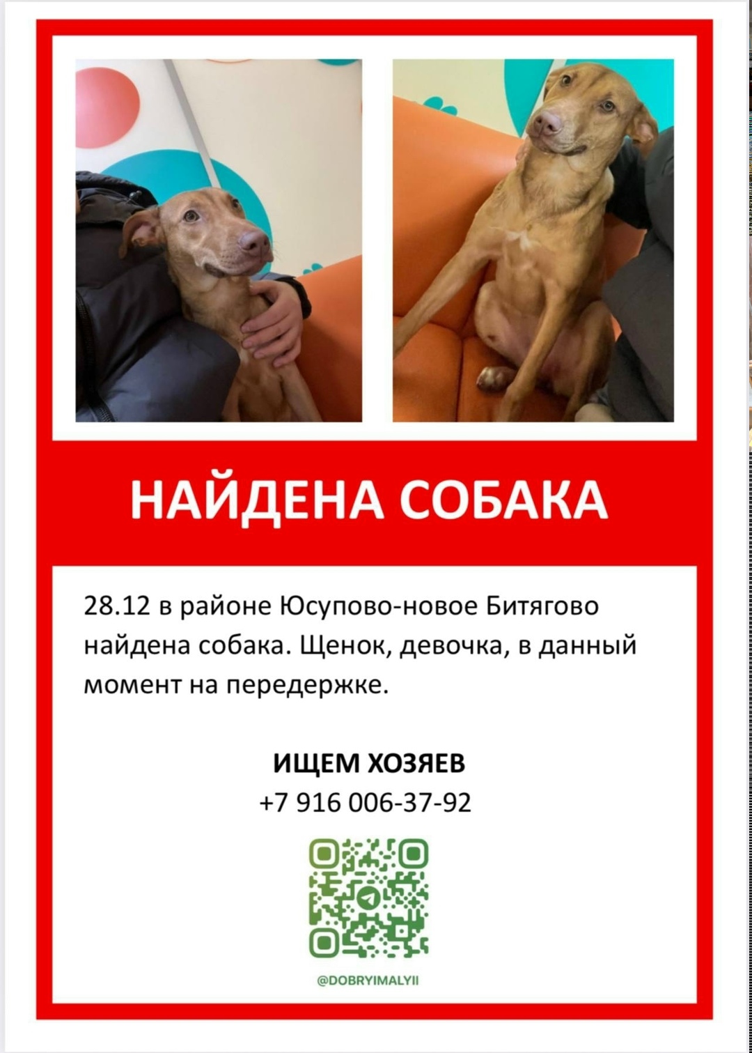 Найдена собака в Домодедове — фото объявления
