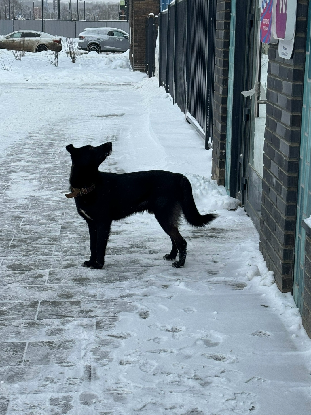 Найдена собака в Домодедове — фото объявления