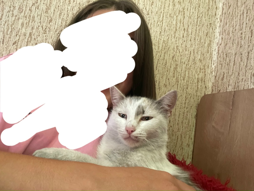 Пропала кошка в Домодедове — фото объявления