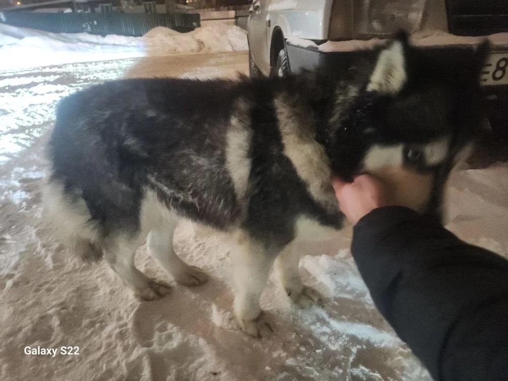 Найдена собака в Домодедове — фото объявления
