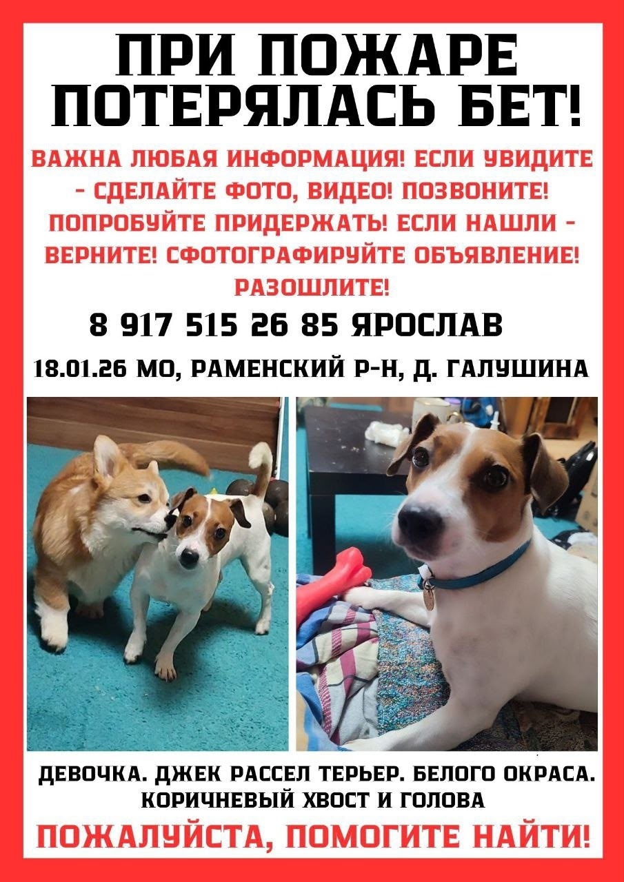 Пропала собака в Домодедове — фото объявления