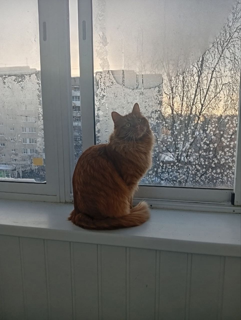 Пропала кошка в Домодедове — фото объявления