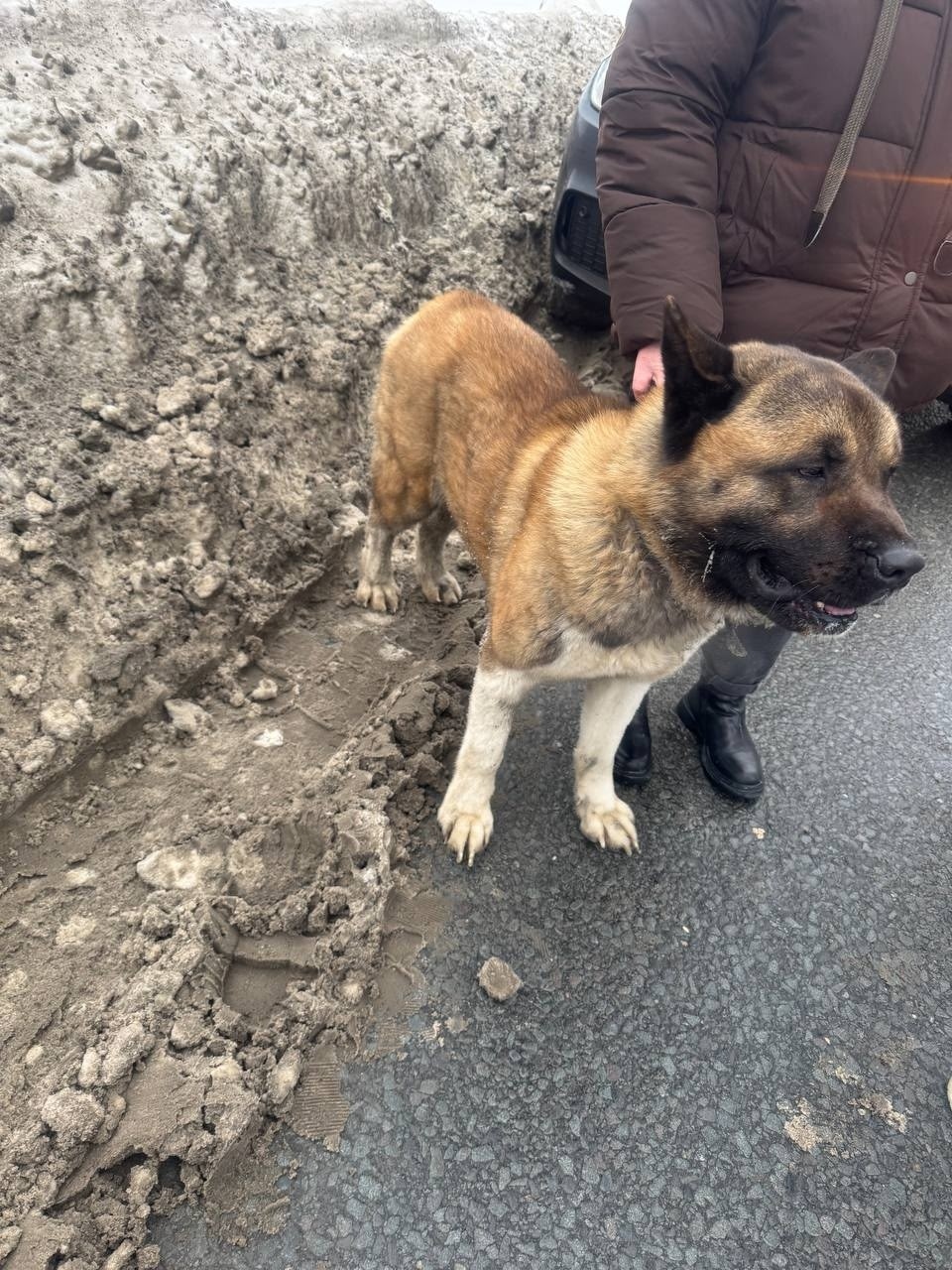 Пропала собака в Домодедове — фото объявления